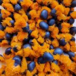 Packet of 25 Fresh Strelitzia reginae Seeds Pollinated in Bay of Plenty, NZ