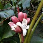 Musa velutina (Pink Banana)