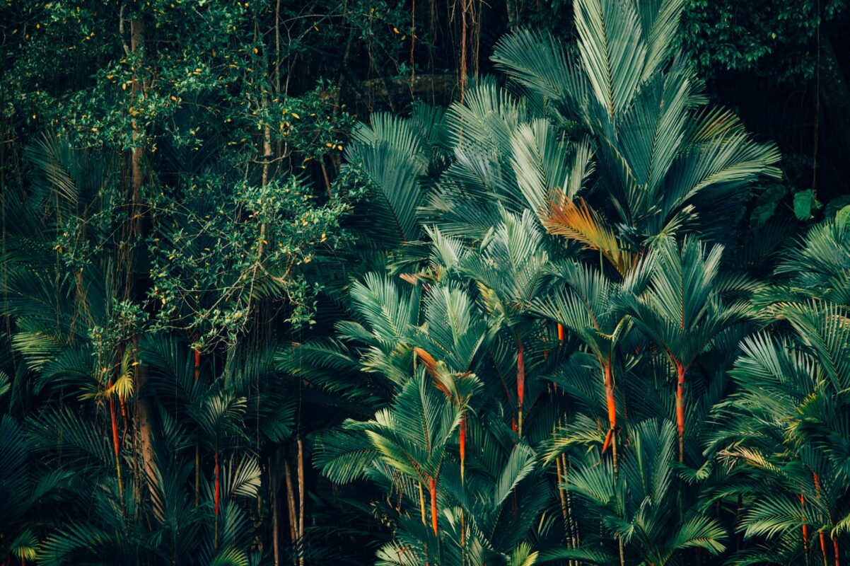 grow tropical plants