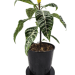 Zebra Glamour: Transform Your Space with the Vibrant Aphelandra Squarrosa! 4.7L