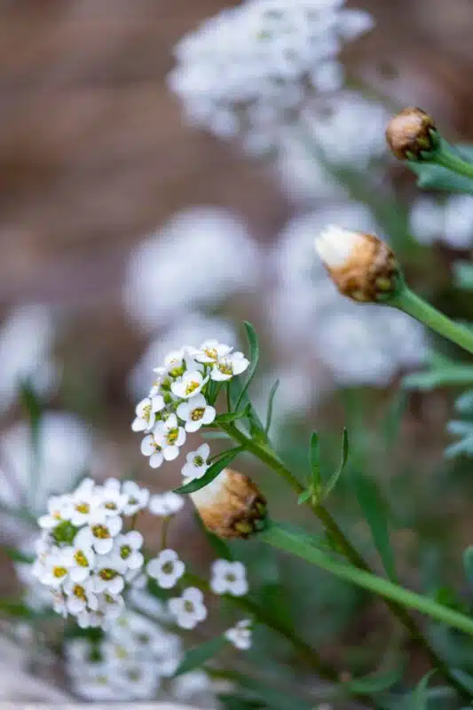Delicate Blooming Alyssum
