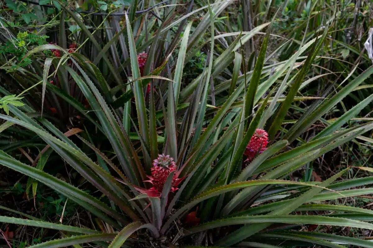 a close up of a plant in a field