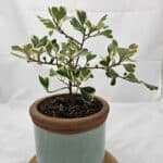 Variegated Ficus Deltoidea in ceramic pot (flowered & fruited)