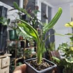 Bring Paradise Home: Strelitzia reginae Seedlings for Sale!