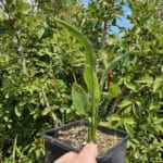 RARE Strelitzia parvifolia var. juncea - Reed or Leafless Bird of Paradise