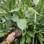 Revered Roots: The Sacred Fig Tree (Ficus religiosa) [RARE] clone off mature tree