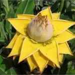 Discover the Exotic Beauty of the Musella lasiocarpa - Golden Lotus Banana!