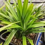 Pandan aka Pandanus amaryllifolius – large 15l autopot (freight included)