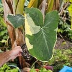 Mickey Mouse Plant – Xanthosoma atrovirens 'Albomarginata' 2L pot