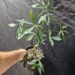 Manihot esculenta - Cassava / Manioc / Yuca