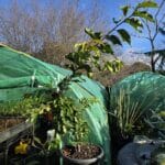 Tropical Apricot - Ketcot clone - mature fruiting - PICKUP ONLY!