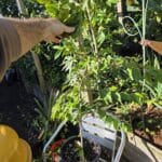 Tropical Apricot - Ketcot clone - mature fruiting - PICKUP ONLY!