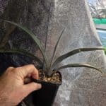 Tequila Agave (Blue Agave, Agave tequilana)